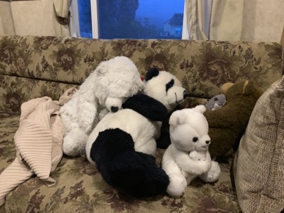 bears in the camper